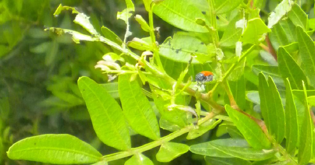 insetto da identificare (Chrysomelidae Clythrinae)